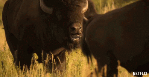 Bison Sticking Tongue Out In Field With Netflix Logo GIF