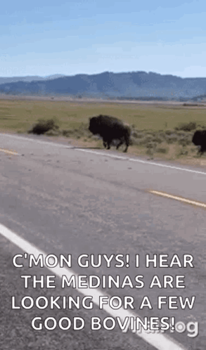 Bison Walking Down Road in Field with Mountains