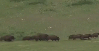 Bison Walking Down Road in Field with Mountains