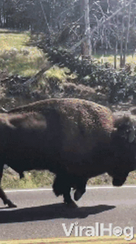 Bison Walking Down Road Viralhog GIF