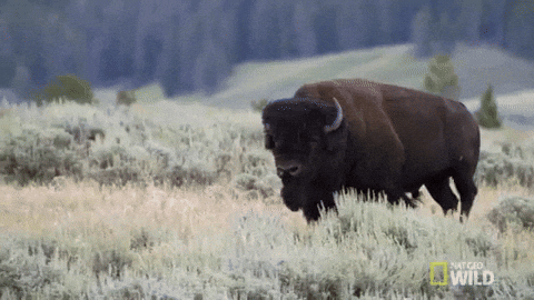 Bison Walking On Grassfield GIF