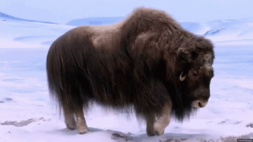 Bison Walking Through Snow
