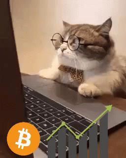 Bitcoin With Bar Graph Cat Looking At Laptop GIF