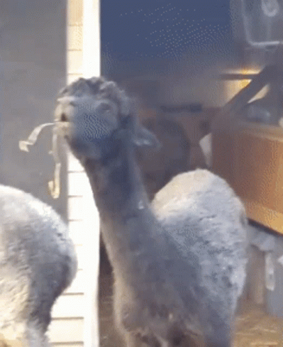 Black Alpaca Smokin GIF