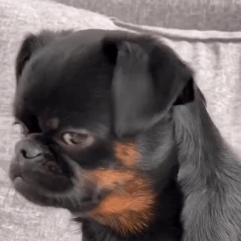 Black and Brown Dog Sitting on Couch