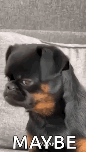 Black and Brown Dog Sitting on Couch Saying Maybe