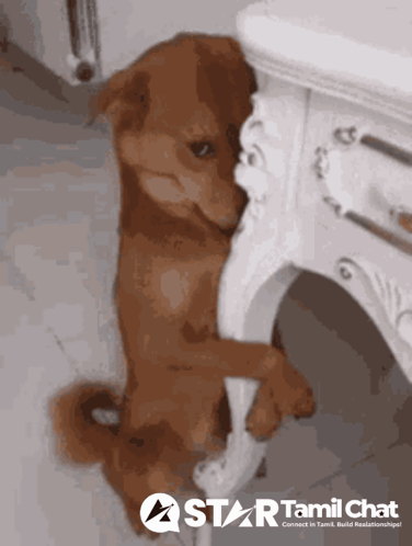 Black and Brown Dog Sitting on Couch Saying Nothing