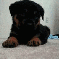 Black and Brown Puppy Laying Down