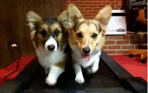 Black and Brown Puppy Looking at Camera