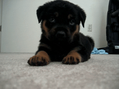 Black and Brown Puppy on Floor Looking at Camera