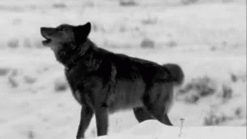 Black And Grey Wolf Howling GIF