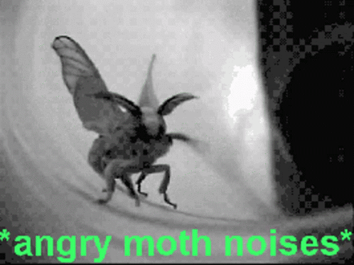 Black And White Angry Moth Saying Angry Moth Noises GIF
