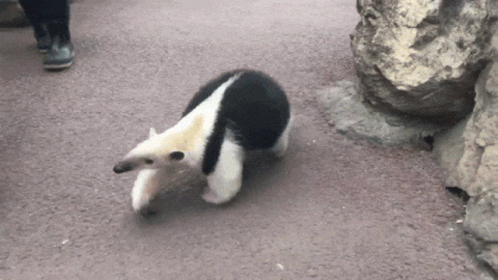 Black and White Animal Walking