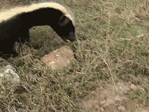 Black and White Animal With Long Tail in Grass