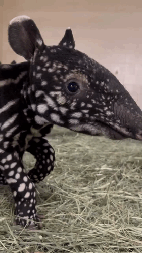 Black And White Animal With White Spots GIF