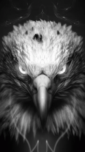 Black And White Bald Eagle GIF