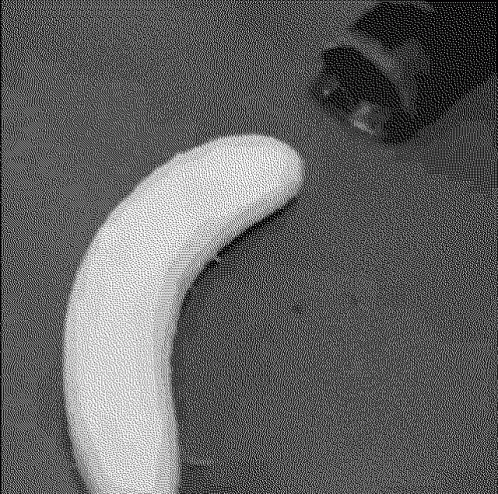 Black and White Banana