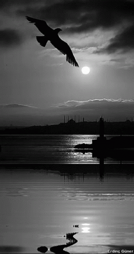 Black And White Bird Flying Over Water GIF