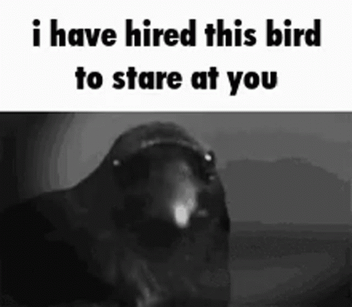 Black and White Bird I Have Hired This Bird to Stare at You
