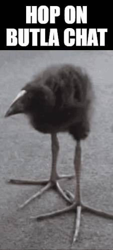 Black And White Bird With Hop On Butla Chat GIF