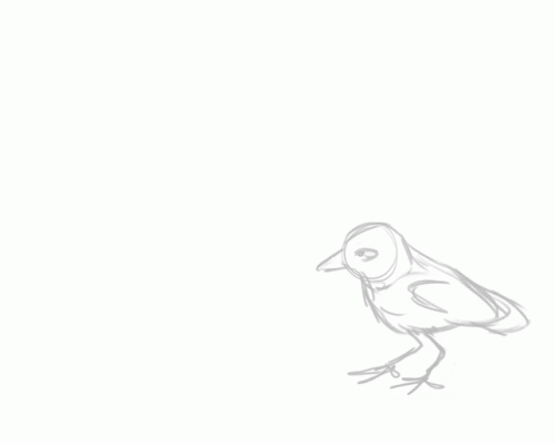 Black And White Bird With One Eye GIF