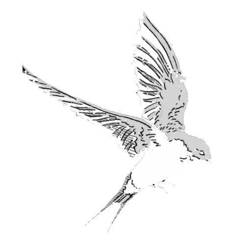 Black and White Bird with Outstretched Wings