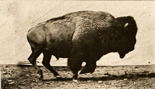 Black and White Bison Running