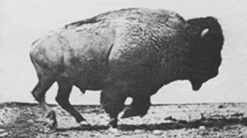 Black and White Bison Walking