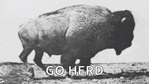 Black and White Bison Walking Saying Go Herd