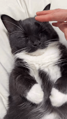 Black And White Cat Being Held GIF