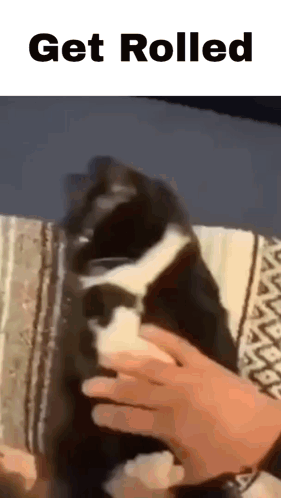 Black and White Cat Being Petted on Blanket