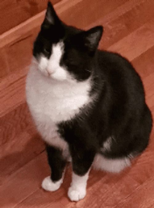 Black And White Cat Bobbing Head Shake No Meme GIF