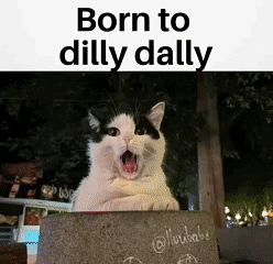 Black and White Cat Born to Dilly Dally