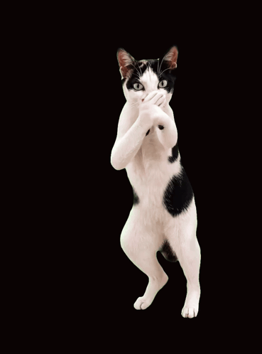 Black And White Cat Covering Mouth With Paws GIF