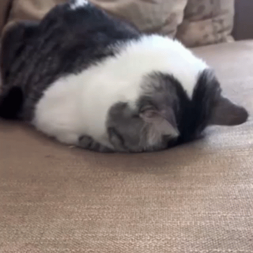 Black and White Cat Curling Up