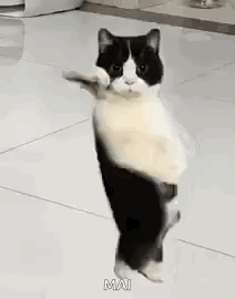Black And White Cat Dancing GIF