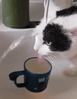 Black and White Cat Drinking Blue Mug Have a Nice Day