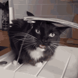 Black And White Cat Drinking From Kitchen Sink GIF