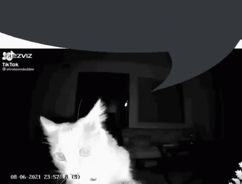Black and White Cat Ezviz Tiktok