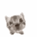Black and White Cat Face