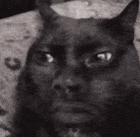 Black and White Cat Face Looking at Camera