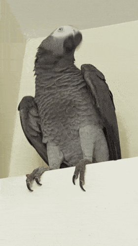 Black And White Cat Face GIF