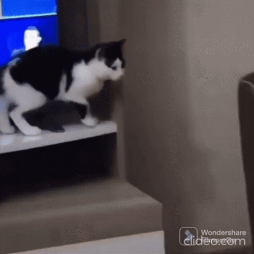 Black And White Cat Fail Footstep GIF