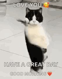 Black And White Cat Giving Thumbs Up GIF