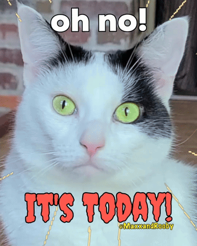 Black and White Cat Green Eyes It's Today