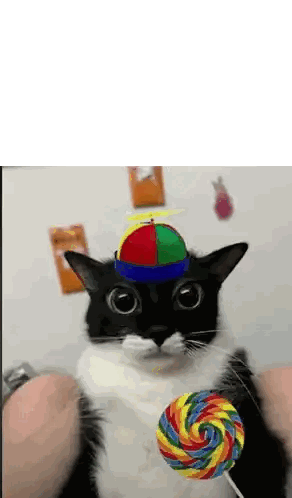 Black and White Cat Holding Colorful Lollipop