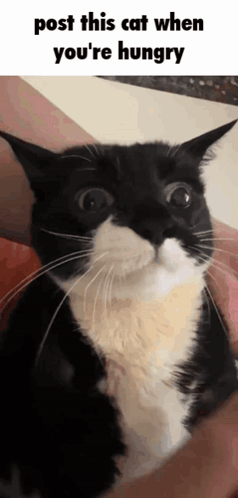 Black and White Cat in Arms Saying Post This Cat When You're Hungry