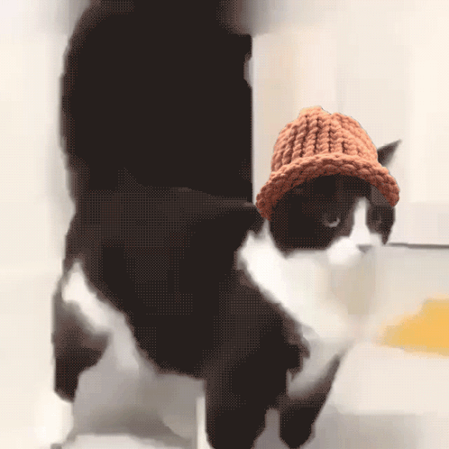 Black and White Cat in Knitted Hat