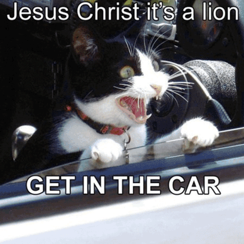 Black and White Cat Jesus Christ It's a Lion Get in the Car