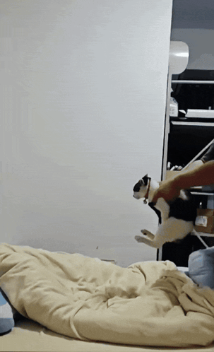 Black and White Cat Jumping